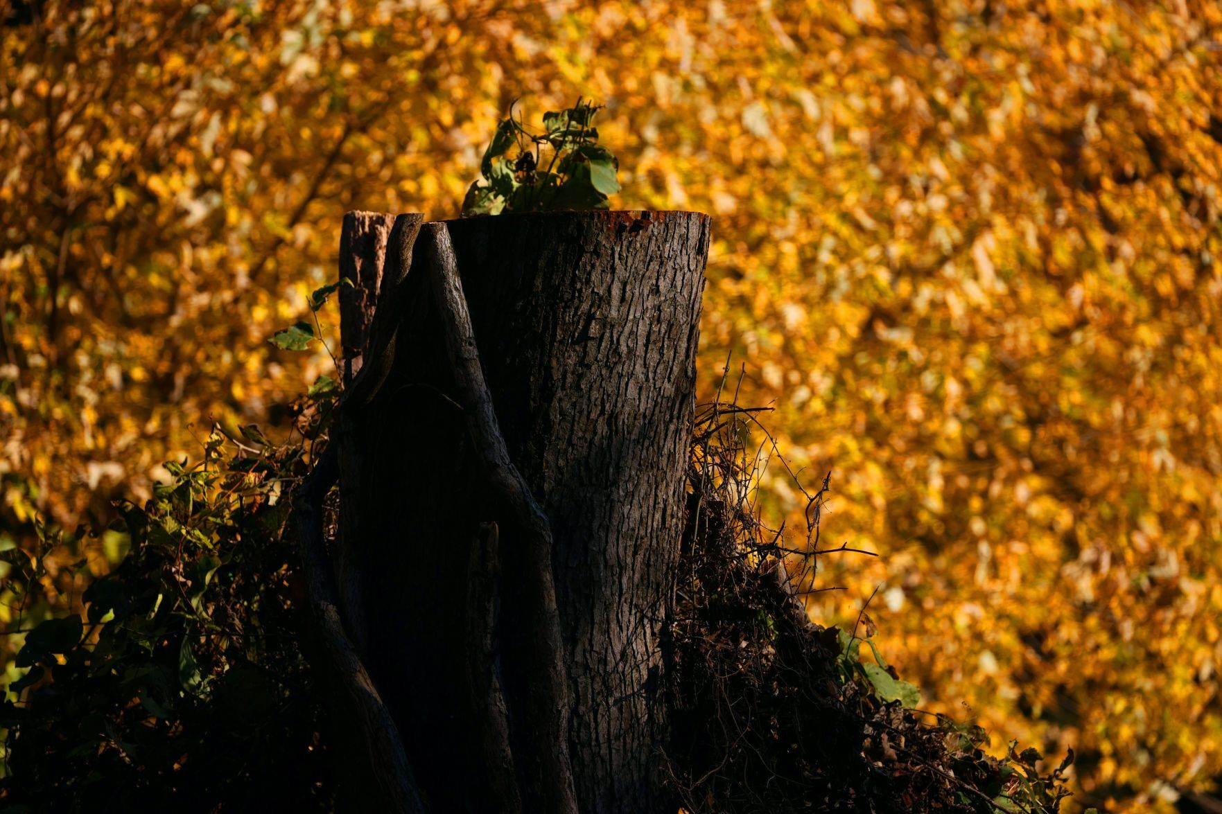 Autumn color along the Meramec